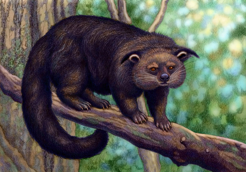 Binturong by WillemSvdMerwe on DeviantArt
