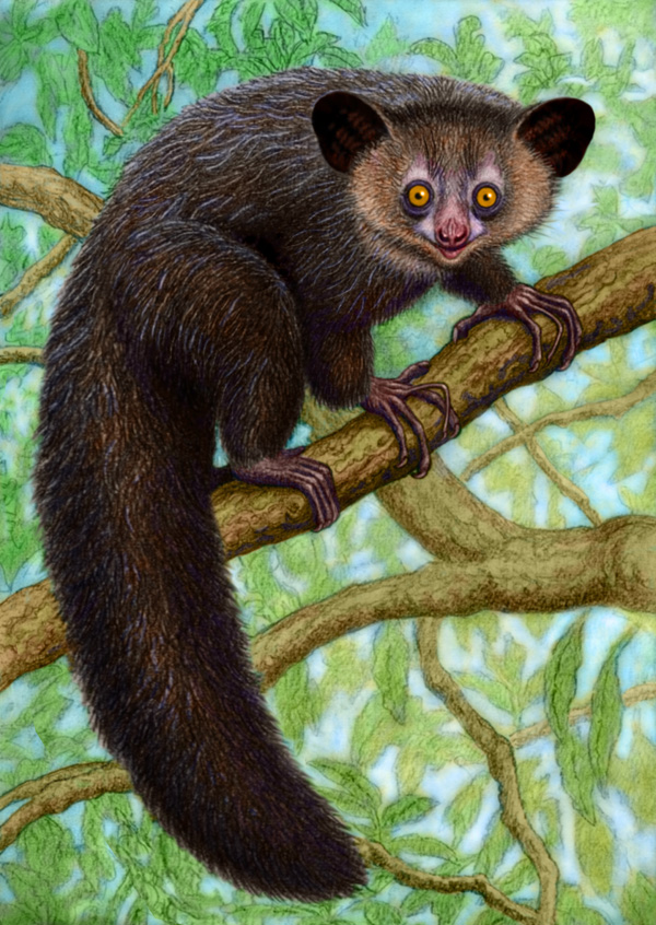 Aye-Aye by WillemSvdMerwe on DeviantArt