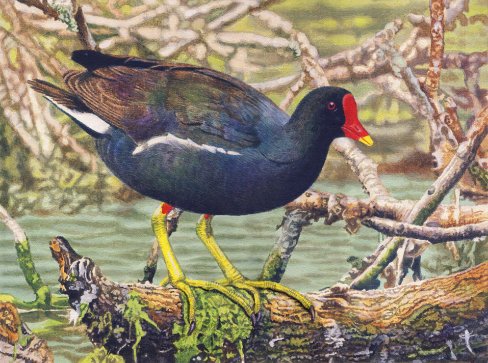 Common Moorhen