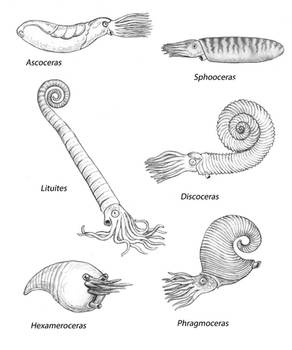 Silurian Cephalopods