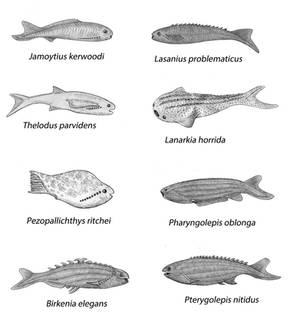 Silurian Primitive Fishes