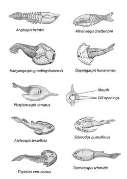 Silurian Armoured Jawless Fishes