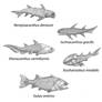 Silurian Jawed Fishes