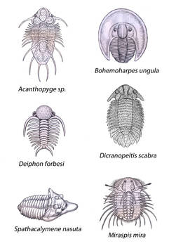 Silurian Trilobites