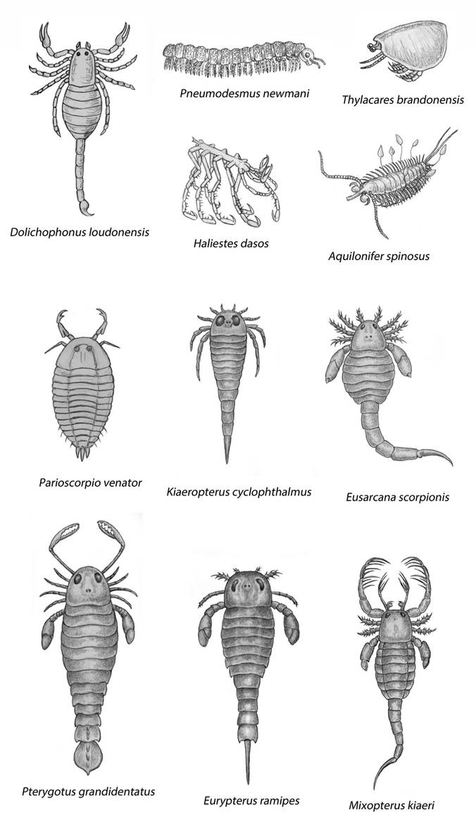 Silurian arthropods by WillemSvdMerwe on DeviantArt
