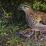 Crested Francolin