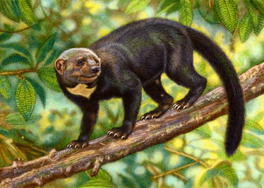 Tayra