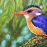 African Pygmy Kingfisher