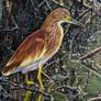 Squacco Heron
