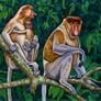 Proboscis monkeys