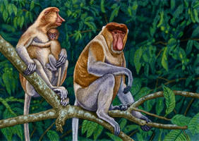 Proboscis monkeys