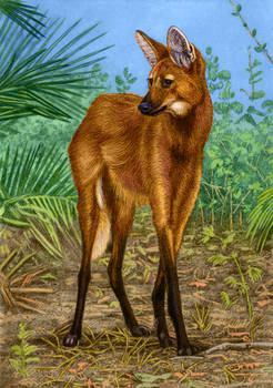 Maned Wolf