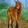 Maned Wolf