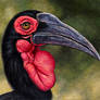 Southern Ground Hornbill