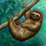 Pygmy Three Toed Sloth