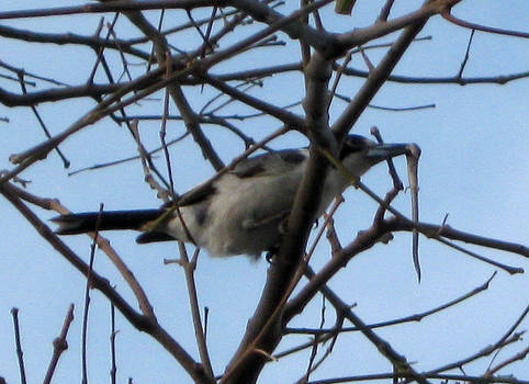 Pied Butcher Bird 101