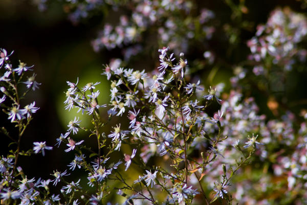 wild flowers