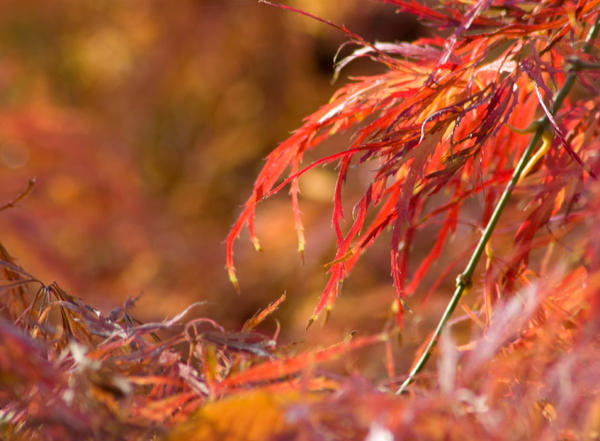 colors of autumn