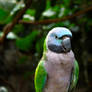 Female Derbyan Parakeet