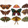 Moth Wings III