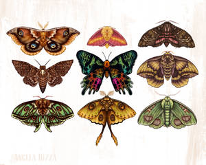 Moth Wings III