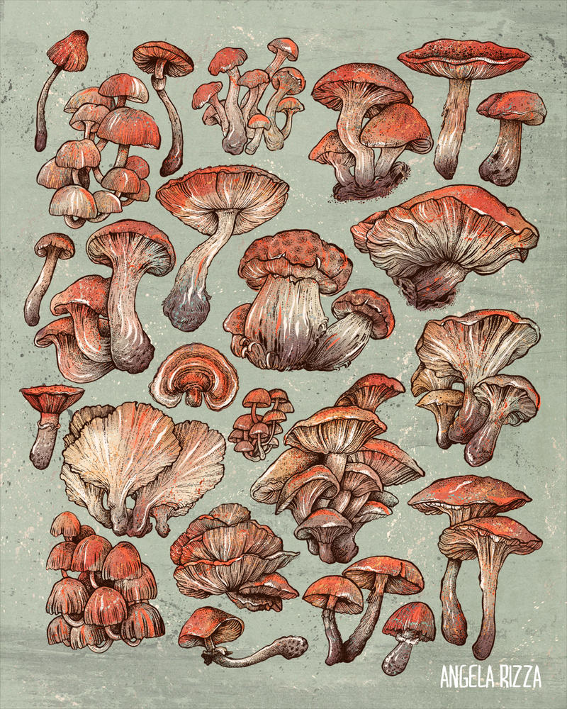 A Series of Mushrooms