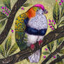 Superb Fruit Dove