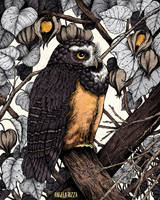 Spectacled Owl