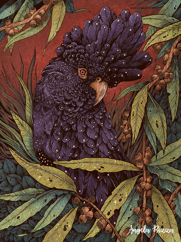 Black Cockatoo
