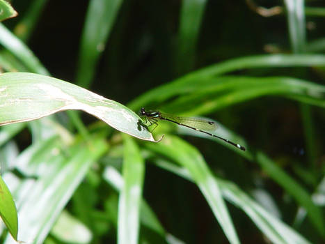 green damselfly