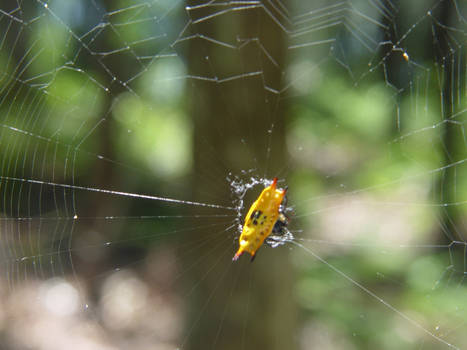 yellow spider?