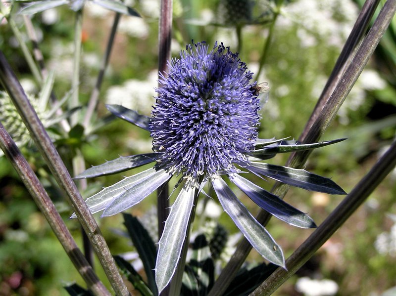 Flower Ball