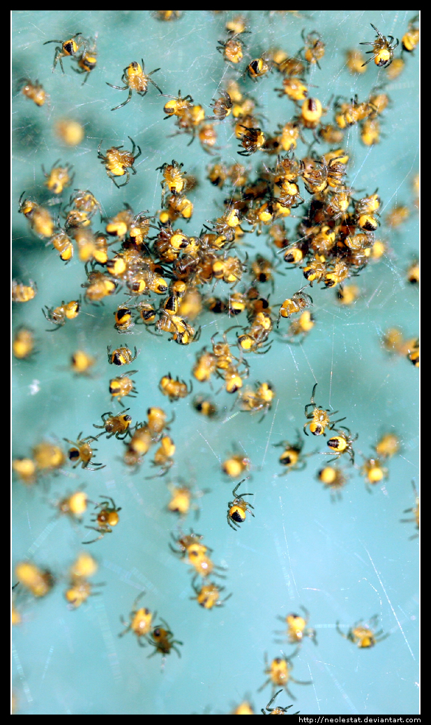 A Herd of Baby Spiders