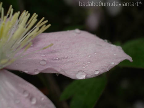 Une fleur