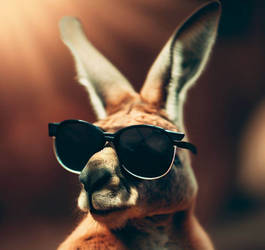 Kangaroo with sunglasses