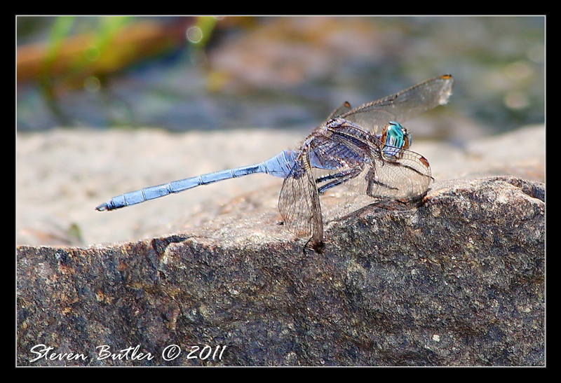 Dragonfly -  Julia Skimmer