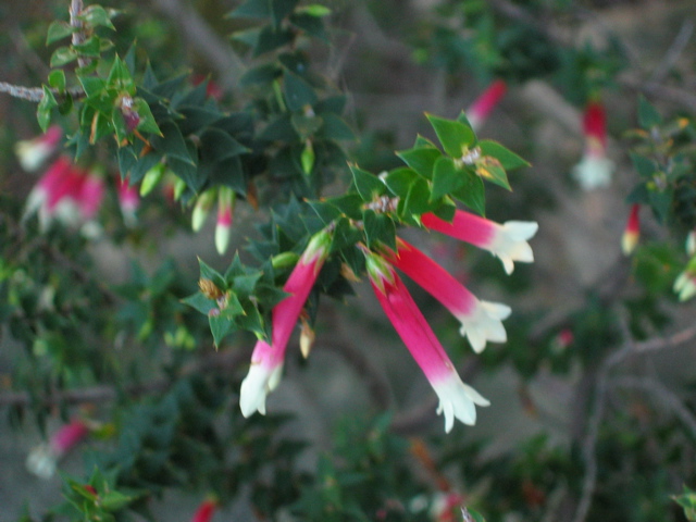 Epacris longiflora -horizontal