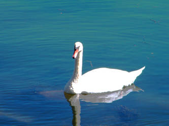 A Swan...In the Ocean?