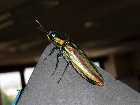 A jewel bug