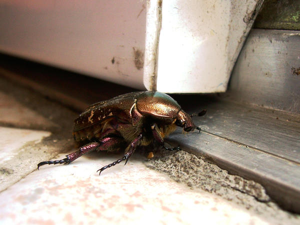 Insect by megajojo on DeviantArt
