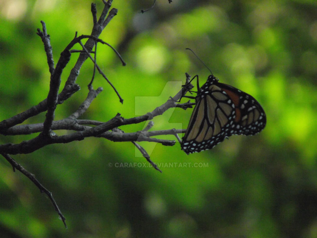 Hanging Out by the Butterflys