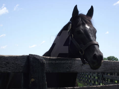 Curious Black Stallion