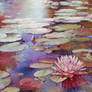 Water-lily 02