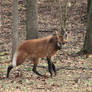 Maned Wolf