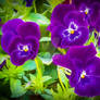 Purple Pansies