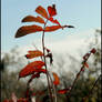 sumac in autumn