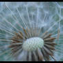 Explosion of Dandelion