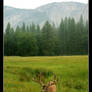 Deer of Yosemite