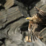 Haliaeetus Albicilla