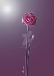Lonely rose
